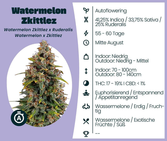 Watermelon Zkittlez Automatic cannabis seeds information with growth details and effects.