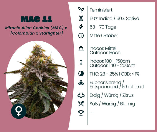 Feminized MAC 11 cannabis strain info: 50% Indica/Sativa, 23-25% THC, ideal for relaxation and euphoria.