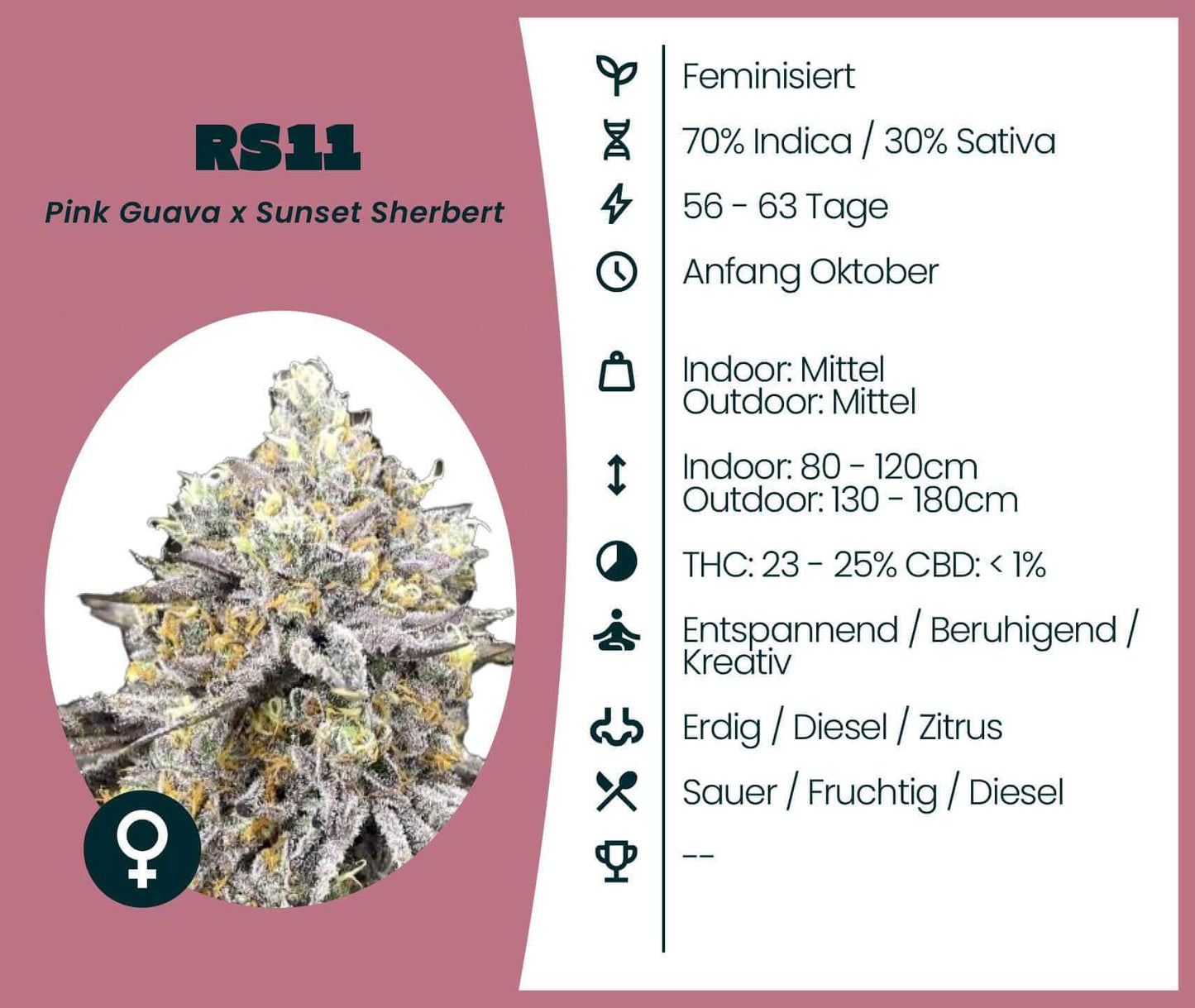 RS11 feminisierte Cannabis-Samen, Indica 70%, Sativa 30%, Blütezeit 56-63 Tage, entspannend und kreativ.