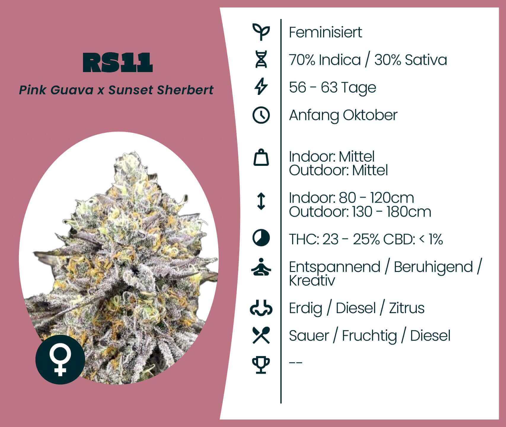 RS11 feminisierte Cannabis-Samen, Indica 70%, Sativa 30%, Blütezeit 56-63 Tage, entspannend und kreativ.