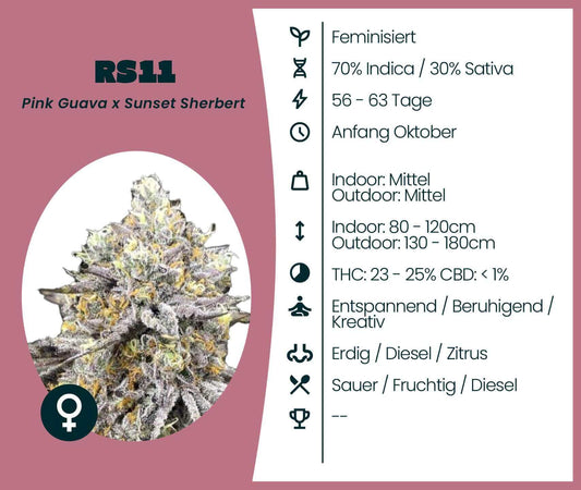 RS11 feminisierte Cannabis-Samen, Indica 70%, Sativa 30%, Blütezeit 56-63 Tage, entspannend und kreativ.