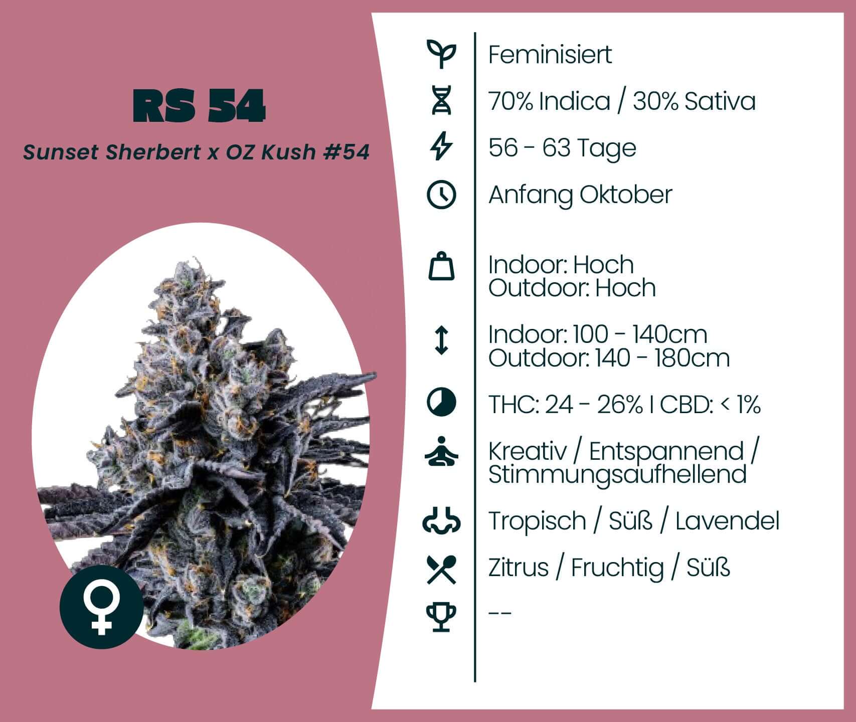 RS 54 Cannabis-Samen: feminisierte Hybridsorte mit 70% Indica, tropischem Geschmack und entspannenden Effekten.