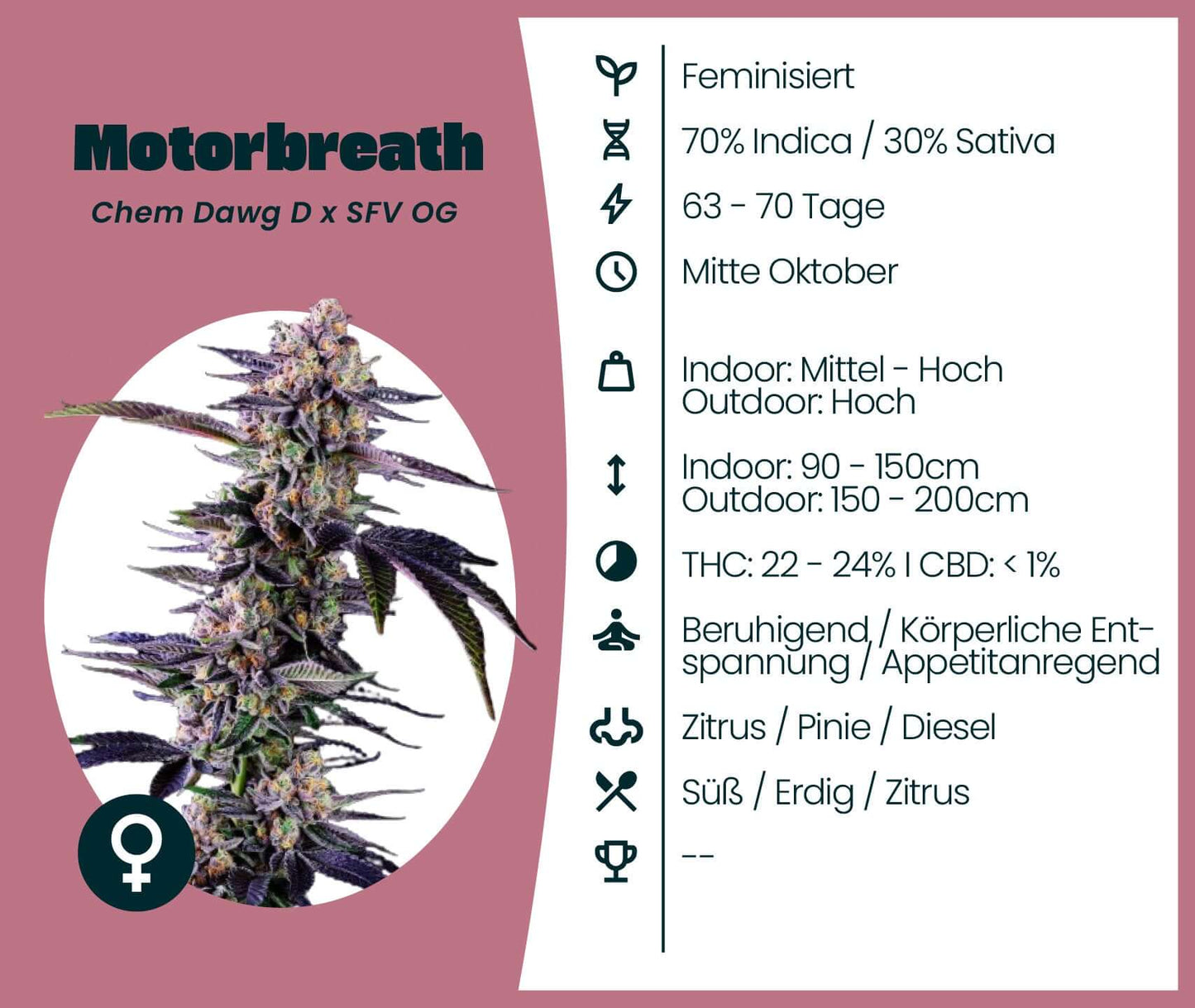Motorbreath cannabis strain infographic featuring genetic info, THC content, and growth details.