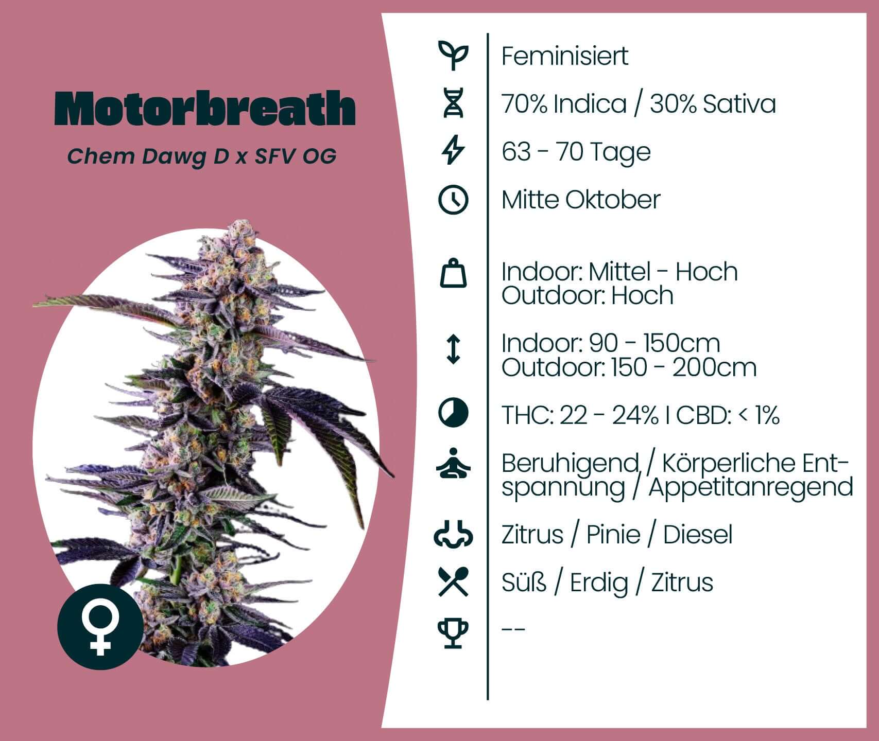 Motorbreath cannabis strain infographic featuring genetic info, THC content, and growth details.