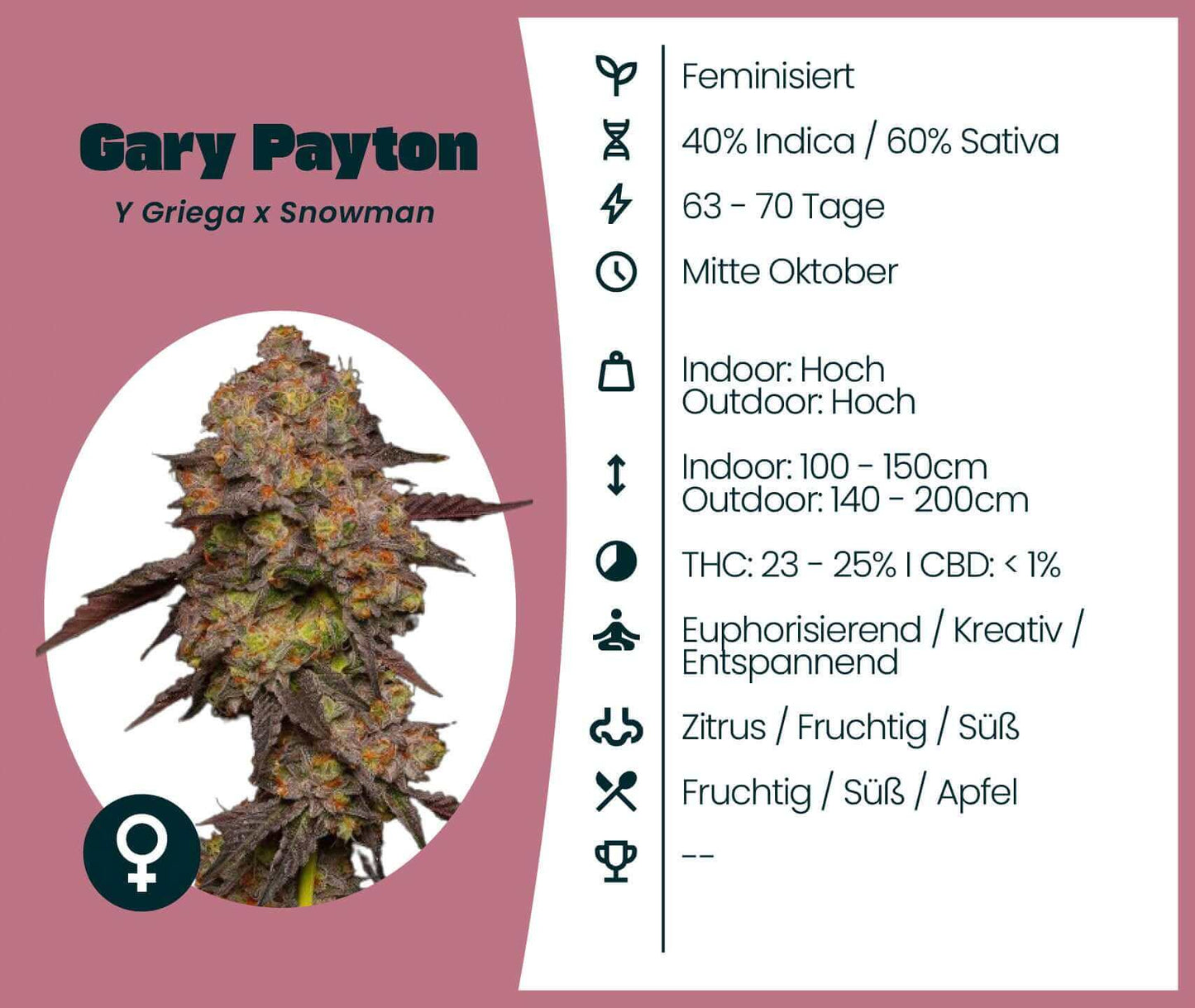 Gary Payton feminisierte Cannabis-Samen, Sativa-dominierte Hybridsorte, 23-25% THC, energetisierend und entspannend.