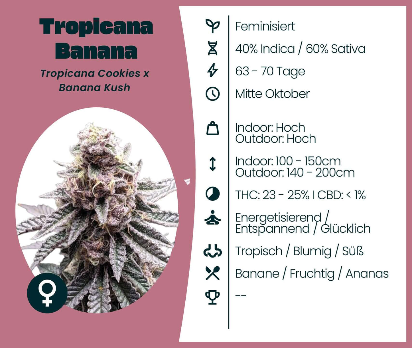 Tropicana Banana cannabis seeds, hybrid strain info with high THC, energizing effects, and fruity aroma.