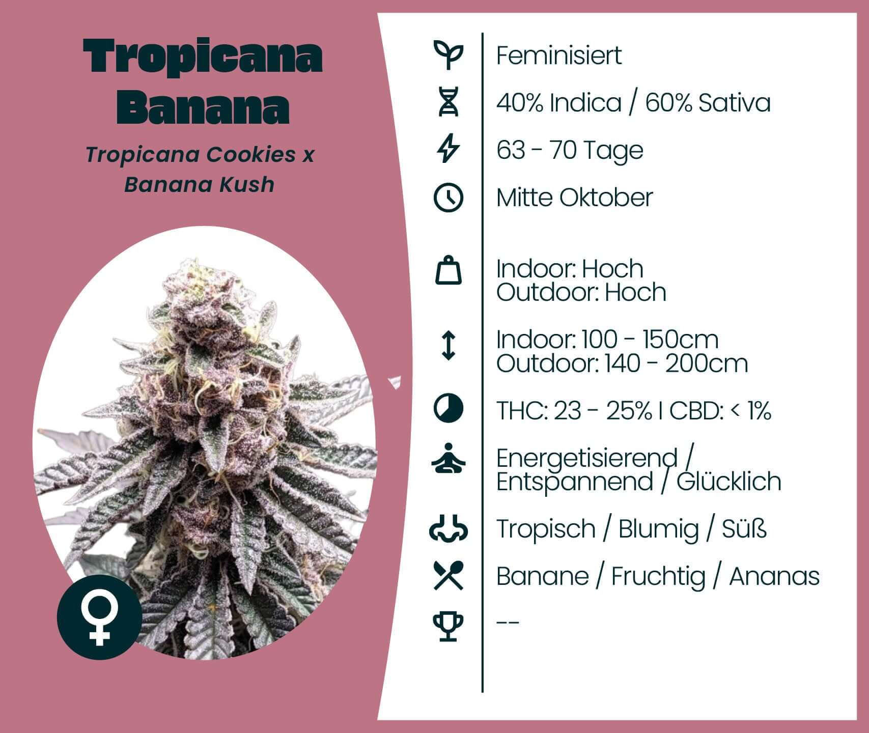 Tropicana Banana cannabis seeds, hybrid strain info with high THC, energizing effects, and fruity aroma.
