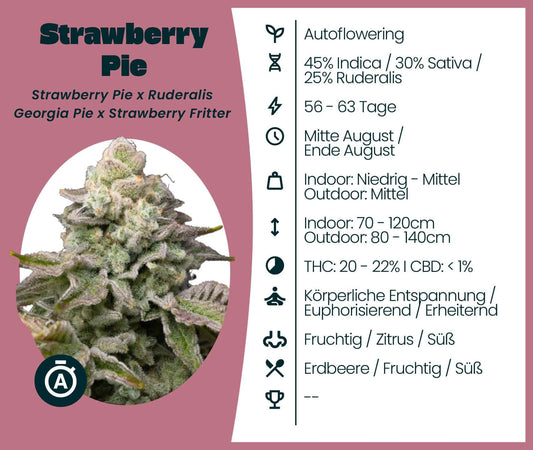 Strawberry Pie Automatic cannabis seeds with growth info, effects, and flavor profile. Ideal for relaxation and euphoria.