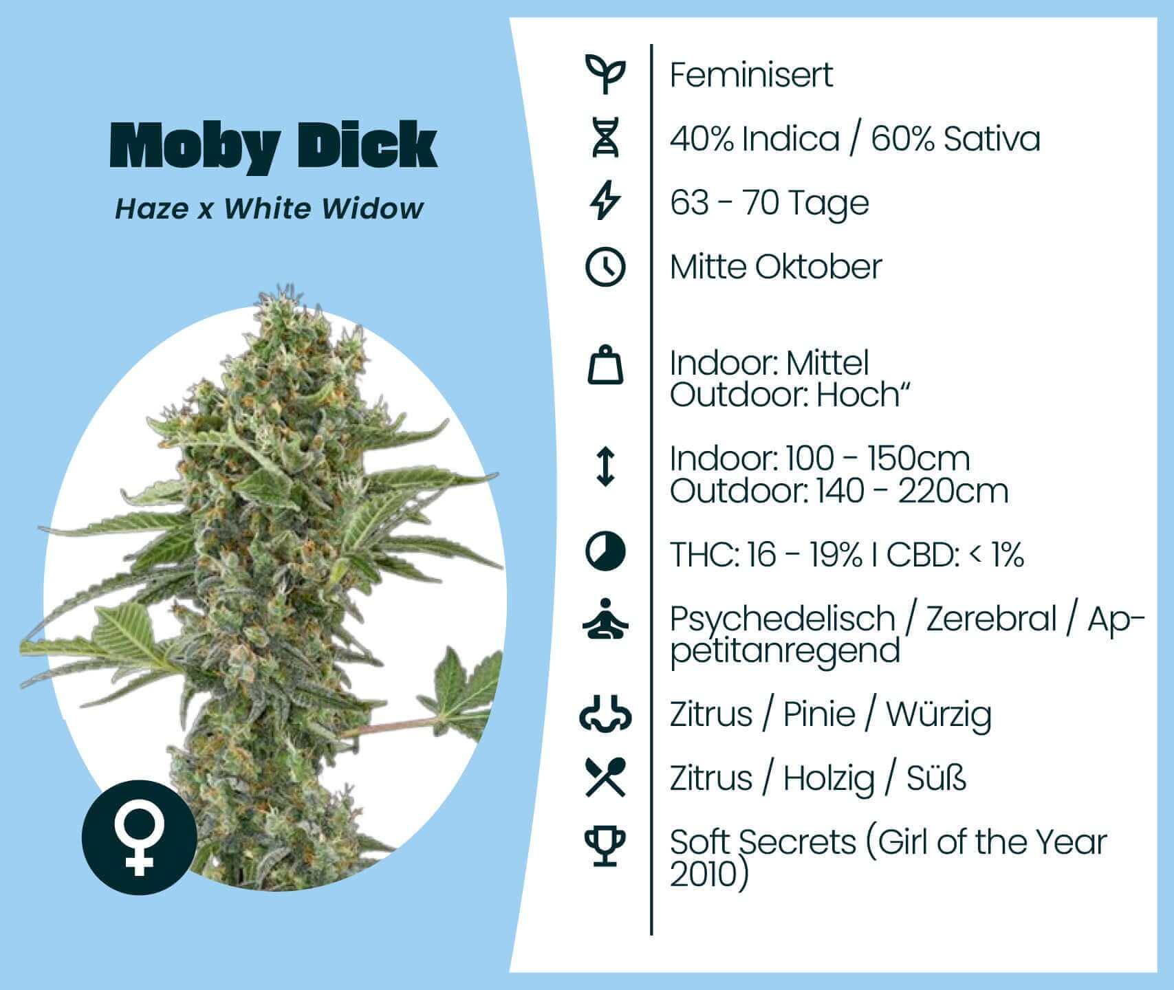 Moby Dick Cannabis-Samen: feminisierte Sorte mit 60% Sativa, 40% Indica, hohe Erträge, 63-70 Tage Blütezeit.