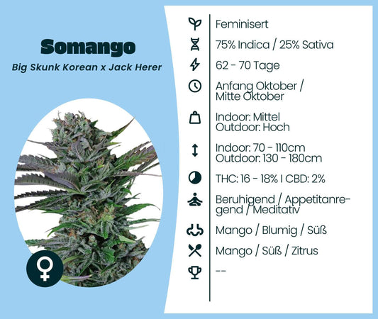 Detailansicht von Somango Cannabis-Samen mit Anbauinformationen und Eigenschaften der Sorte.