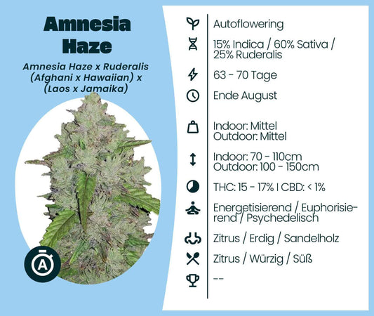 Amnesia Haze Automatic Cannabis-Samen information with details on growth, effects, and flavor profile.