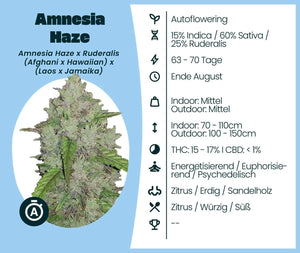 Amnesia Haze Automatic