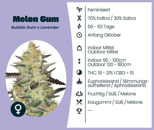 Melon Gum cannabis strain information: feminized, 70% Indica, 18-21% THC, fruity flavor, ideal for relaxation.