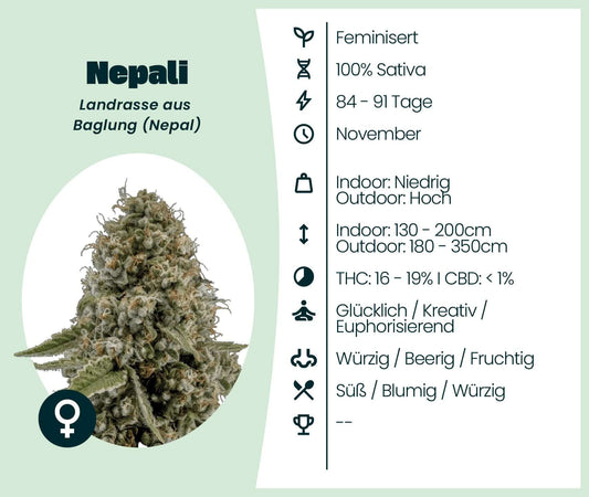 Nepali Cannabis-Samen, 100% Sativa, mit hohen Erträgen und stimulierendem Effect, ideal für Indoor und Outdoor.