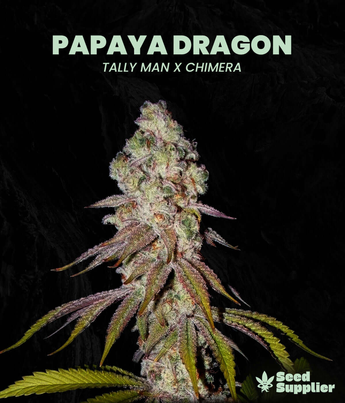 Papaya Dragon