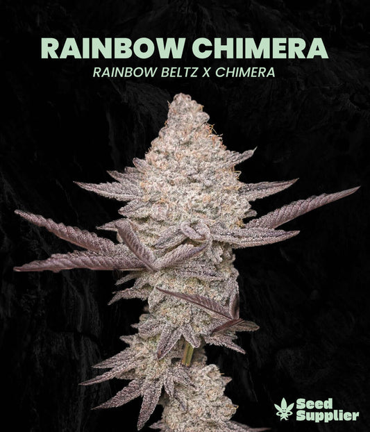 Rainbow Chimera