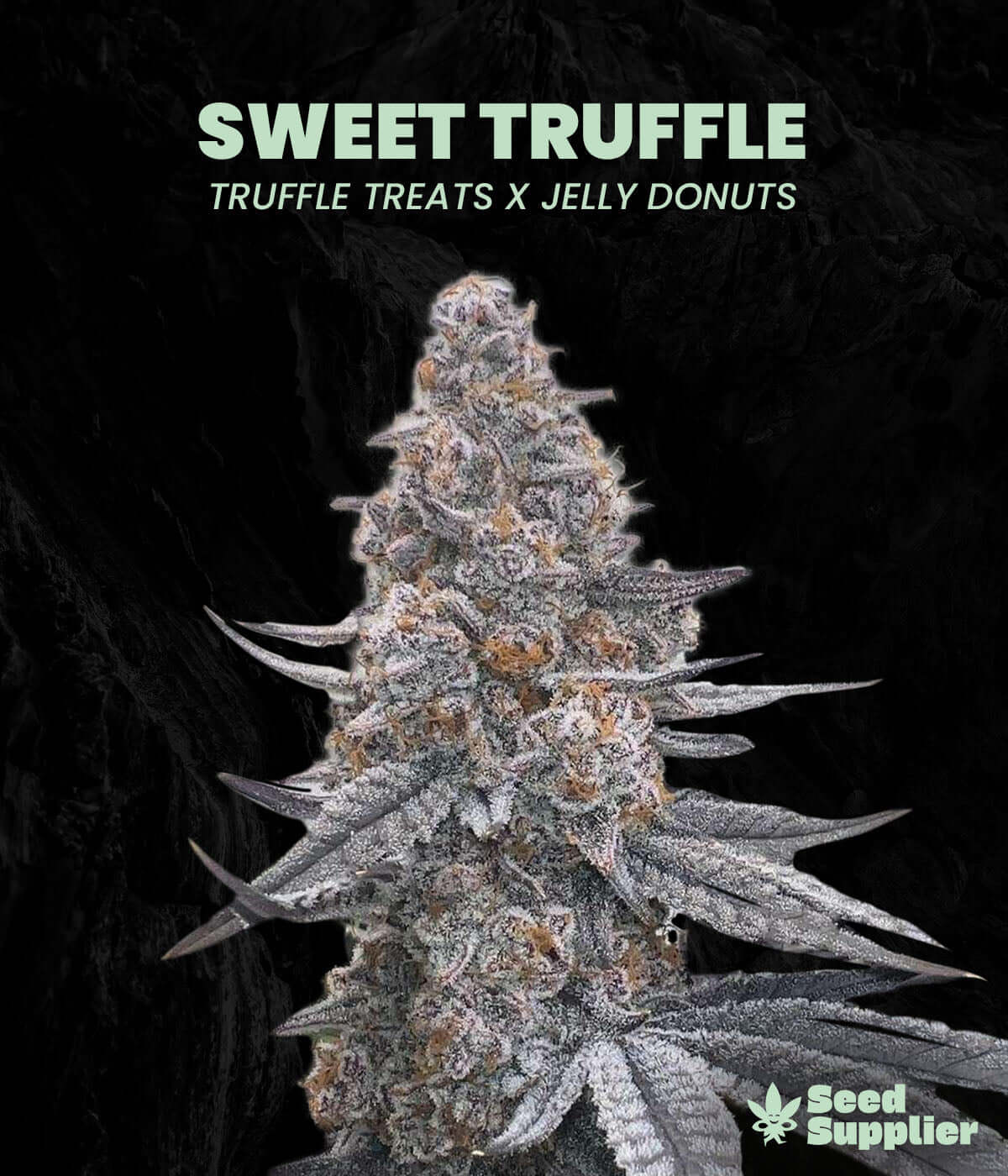 Sweet Truffle