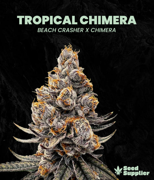 Tropical Chimera