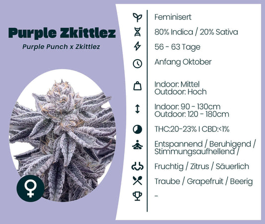 Purple Zkittlez Cannabis-Samen, Indica-dominant, Purple Punch x Zkittlez, entspannend, süß-fruchtiger Geschmack, feminisiert