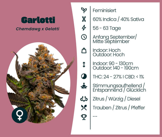 Garlotti feminisierte Cannabis-Samen: 60% Indica, 40% Sativa, hohe Erträge, THC 24-27%, entspannend und stimmungsaufhellend.