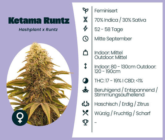 Ketama Runtz cannabis seeds with hybrid genetics, featuring indica and sativa blend, THC 17-19%, fruity and earthy notes.