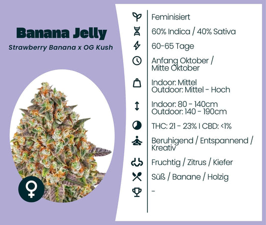 Banana Jelly Cannabis-Samen: feminisierte Sorte mit 21–23% THC, ideal für kreative Entspannung.