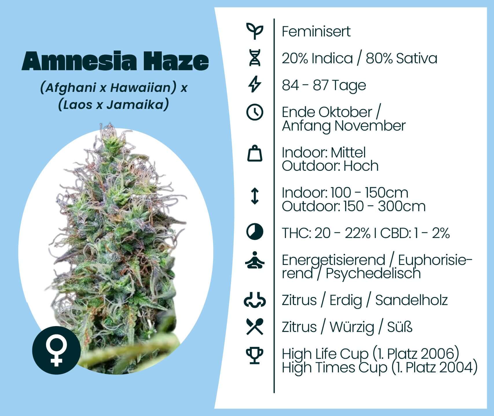 Amnesia Haze cannabis strain information, feminized, Sativa-dominant, 20% Indica, 80% Sativa, THC 20-22%, CBD 1-2%.