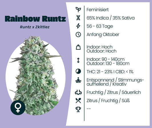 Rainbow Runtz cannabis strain infographic with THC levels and growing info for Cannabis-Samen enthusiasts.