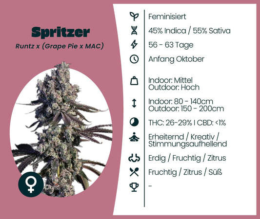 Spritzer cannabis strain with THC 26-29%, featuring earthy, fruity, and citrus notes; ideal for creativity.