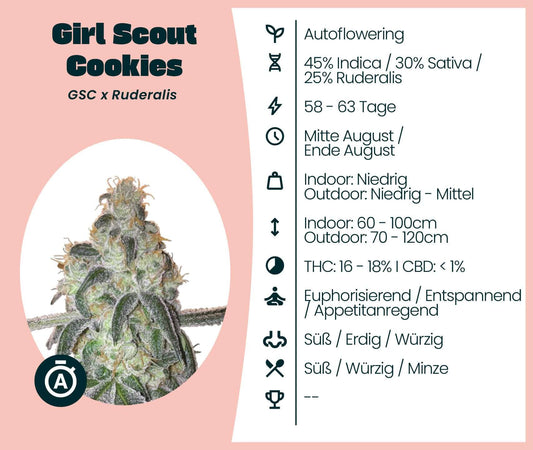 Mikroskopisches Bild der Girl Scout Cookies Automatic Cannabis-Samen mit Blüteinformationen und Aromen.