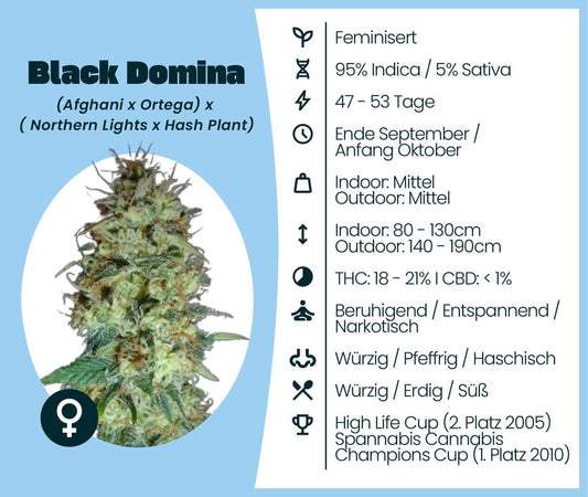 Black Domina cannabis variety details including growth info, THC content, and award highlights.