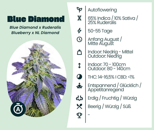 Blue Diamond cannabis strain information with growth details and flavor profile, highlighting auto-flowering variety.
