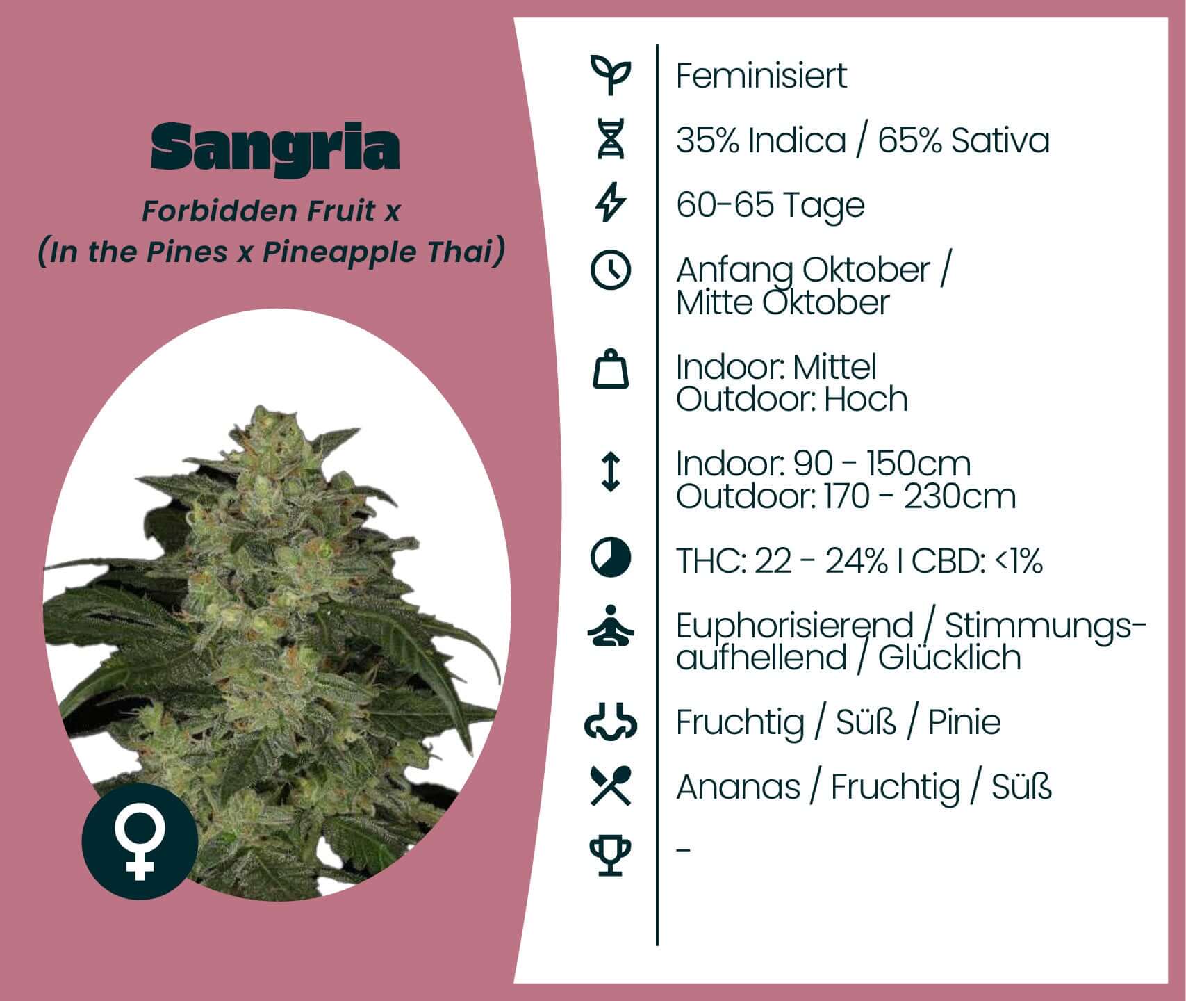 Sangria Cannabis-Samen mit 35% Indica, 65% Sativa, blüht in 60-65 Tagen für eine euphorisierende Wirkung.