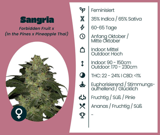Sangria Cannabis-Samen mit 35% Indica, 65% Sativa, blüht in 60-65 Tagen für eine euphorisierende Wirkung.