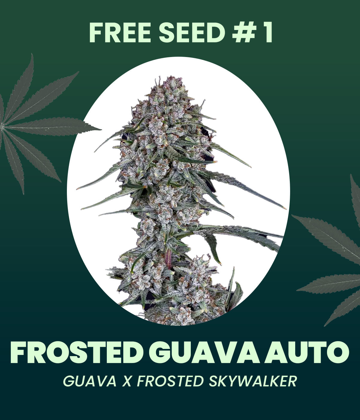 Gratis Samen - Frosted Guava Automatic