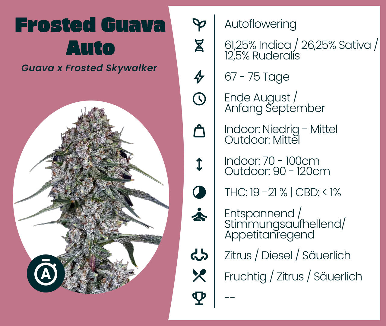 Gratis Samen - Frosted Guava Automatic