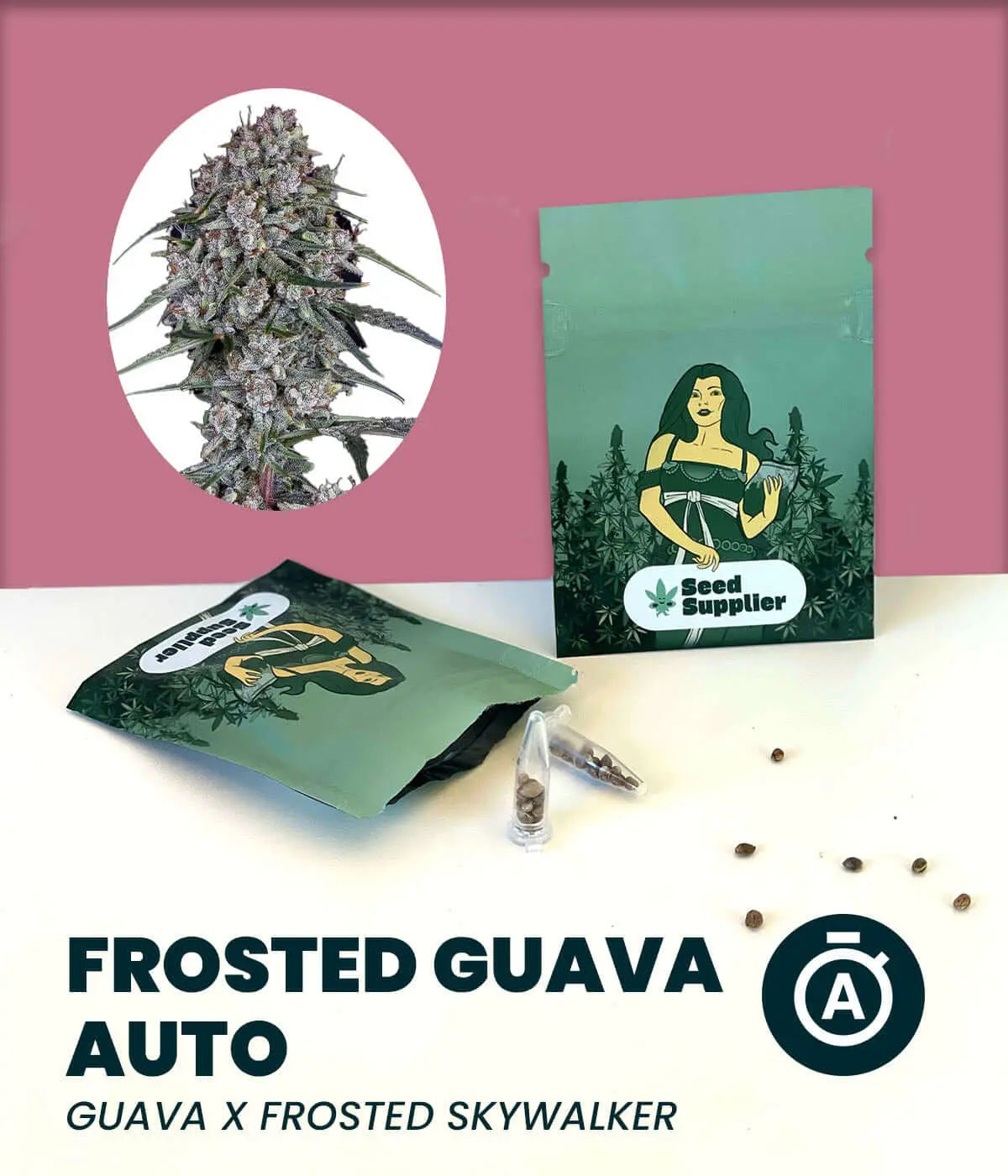 Frosted Guava Auto Cannabissamen mit Blütenfoto, Samenpackung, Keimling und einzelnen Samen auf weißem Untergrund vor rosa...