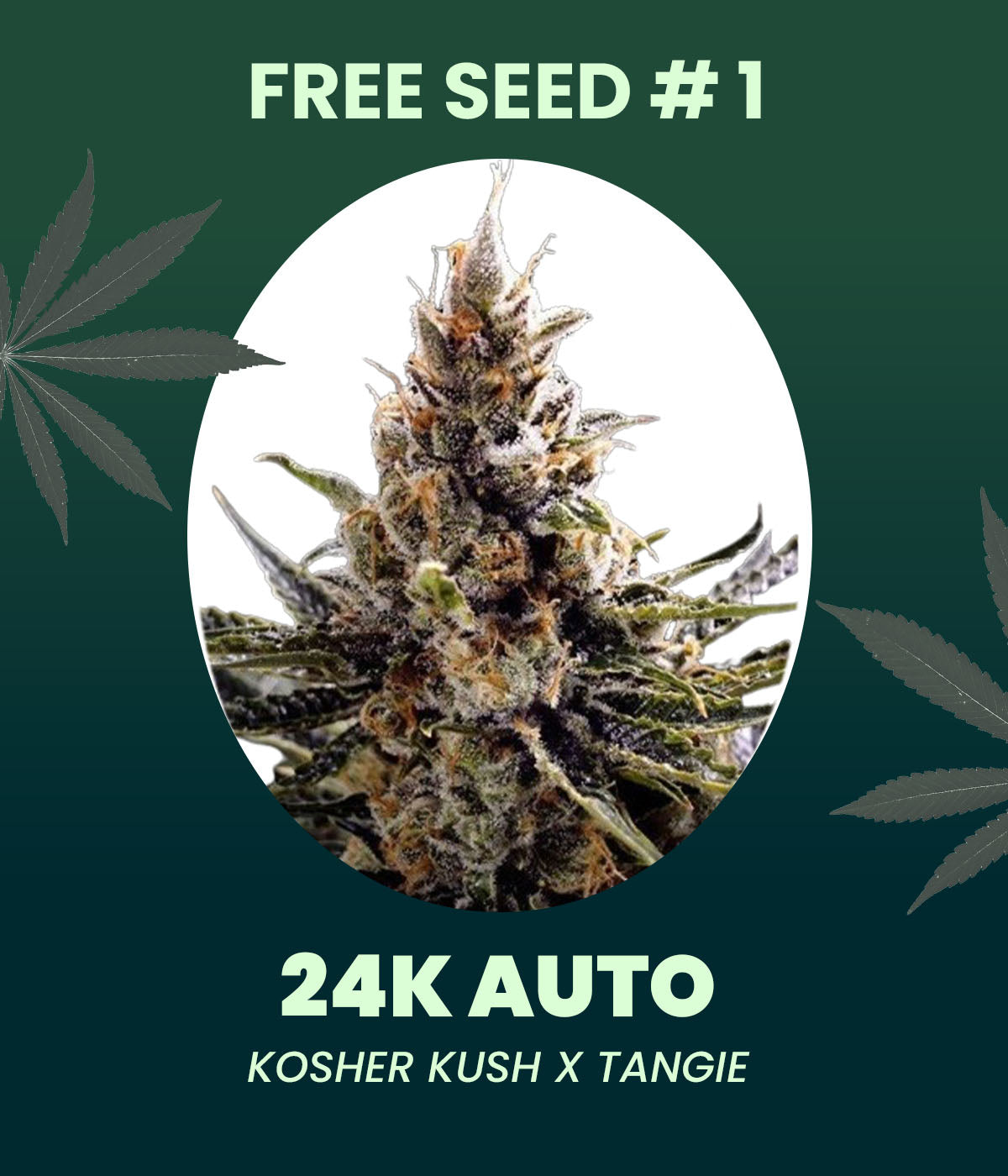 Gratis Samen - 24K Automatic