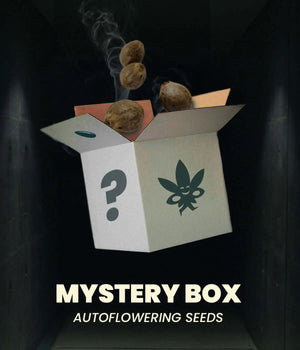 Mystery Box Automatic