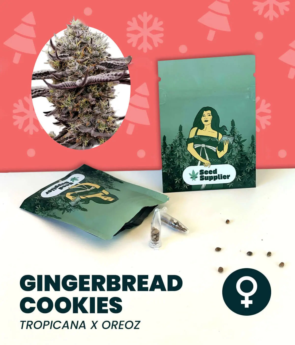 Gingerbread Cookies Cannabissamen mit Verpackung, Blütenfoto, Samen und Züchtungsinfo von Seed Supplier