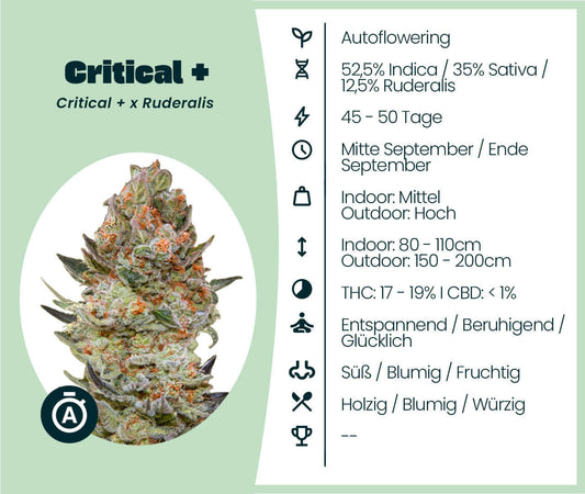 Critical + Automatic cannabis seeds, 52.5% Indica, 35% Sativa, 12.5% Ruderalis, autoflowering, THC 17-19%, short flowering, high yield.