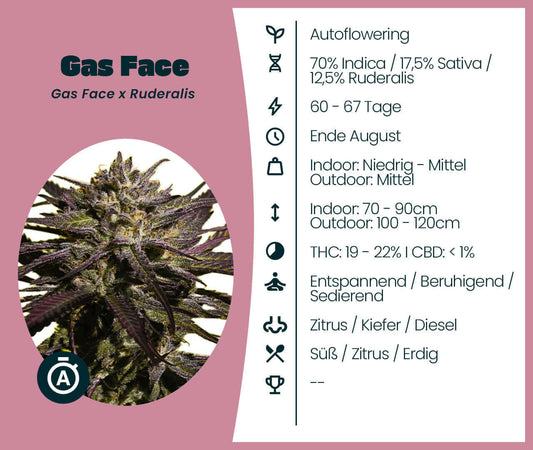 Cannabis-Samen Gas Face x Ruderalis, 70% Indica, autoflowering, entspannend, mit Zitrus-, Kiefer- und Dieselaromen, 60-67 Tage.