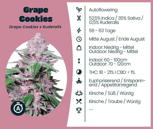 Grape Cookies Automatic cannabis seeds with details on Indica-Sativa ratio, flowering time, and effects, featuring a vibrant plant image.