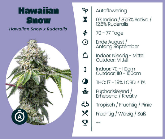 Hawaiian Snow Automatic cannabis seeds package showing plant and details about its Sativa dominance and aromatic profile.