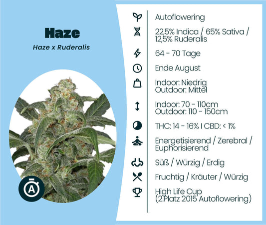 Cannabis-Samen Haze Automatic mit 22.5% Indica, 65% Sativa, 12.5% Ruderalis, 64–70 Tage Blütezeit, THC 14–16%, energetisierend.