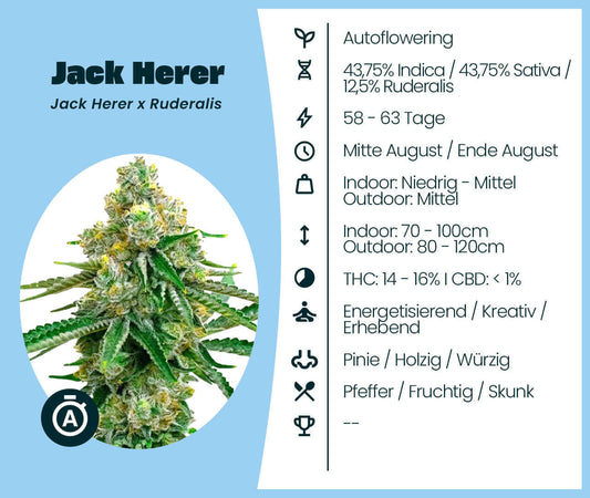 Jack Herer Automatic cannabis seeds with autoflowering genetics: 43.75% Indica, 43.75% Sativa, 12.5% Ruderalis, and aromatic profile