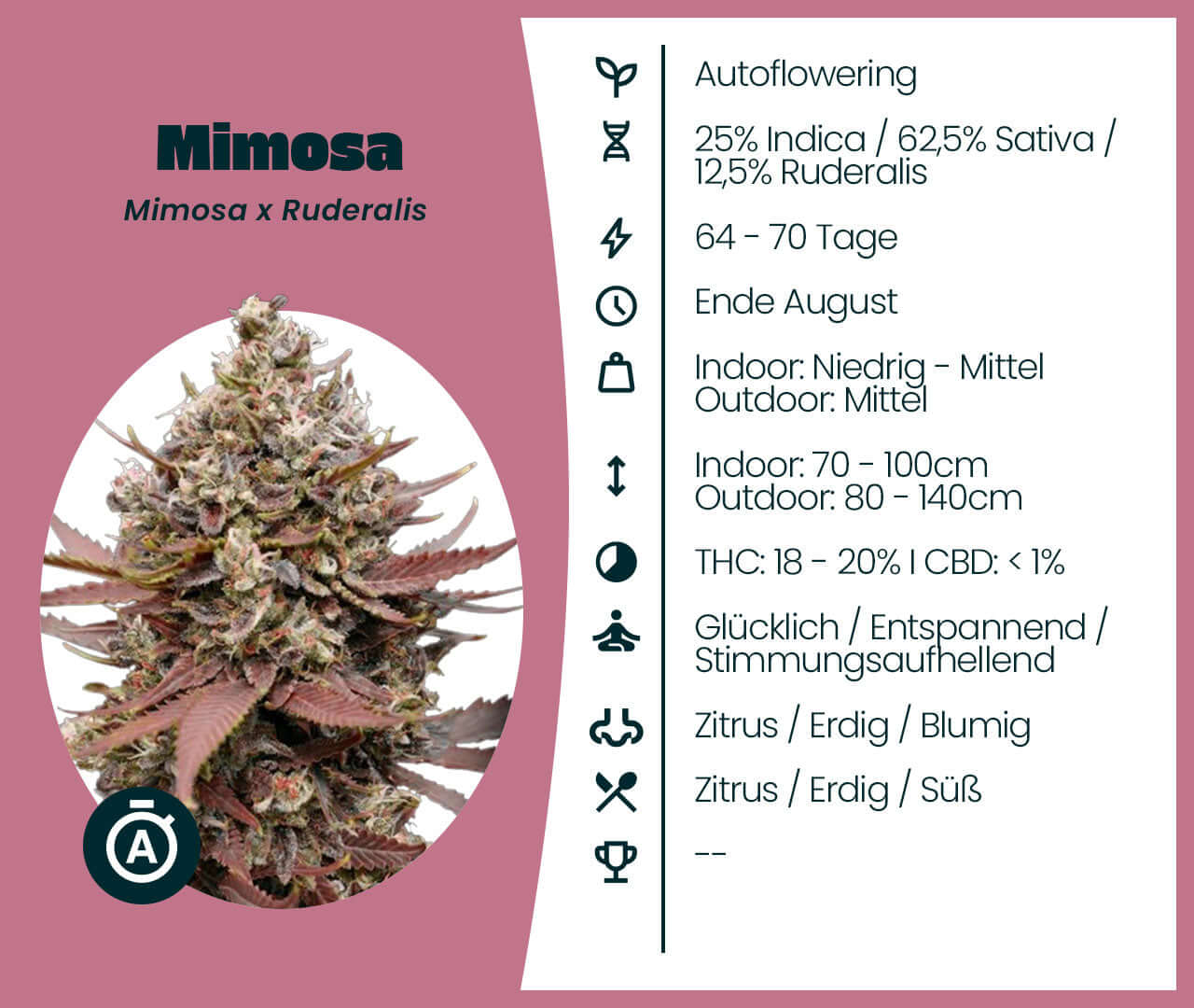 Mimosa Automatic cannabis seeds with autoflowering properties, 62.5% Sativa, citrus aroma, 64-70 day flowering period.
