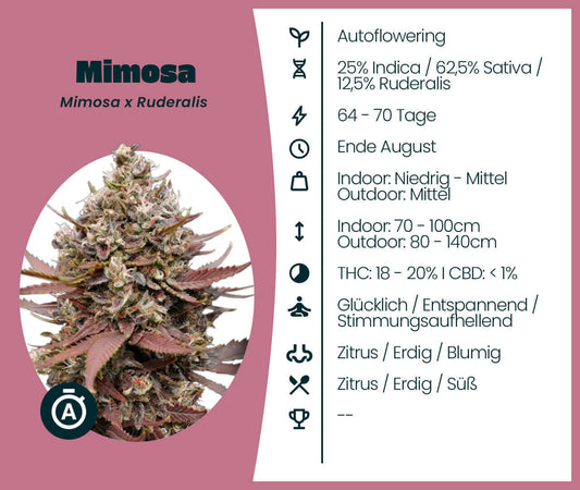 Mimosa Automatic cannabis seeds with autoflowering properties, 62.5% Sativa, citrus aroma, 64-70 day flowering period.