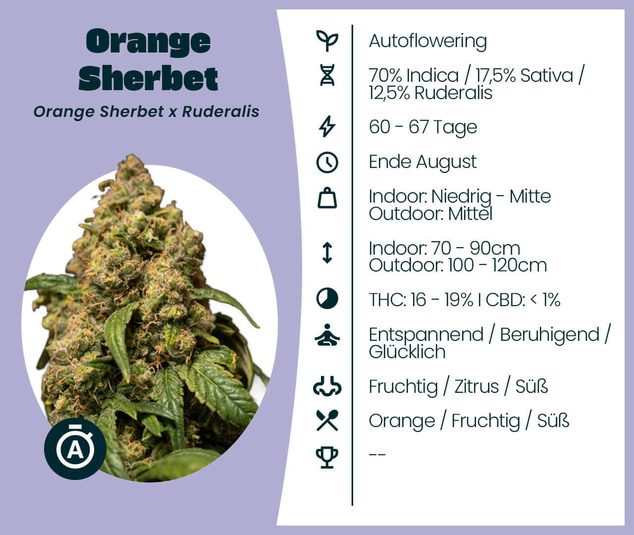 Orange Sherbet Automatic cannabis seeds with indica-sativa hybrid information and flowering details, shown as a lush, dense bud.