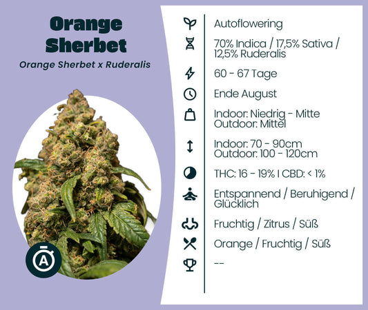 Orange Sherbet Automatic cannabis seeds with indica-sativa hybrid information and flowering details, shown as a lush, dense bud.